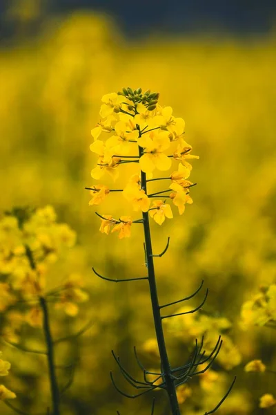 Foco Seletivo Flores Amarelas Colza Campo — Fotografia de Stock