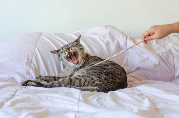 A closeup shot of a cat with an open mouth lying on a bed while its owner patting him with a stick