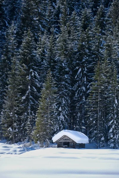 Вертикальний Знімок Зимового Пейзажу Маленькою Дерев Яною Кабіною Ялинковим Лісом — стокове фото