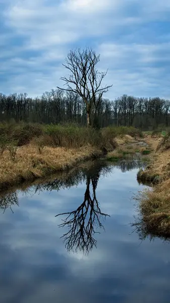 Vue Verticale Reflet Arbre Dans Ruisseau — Photo