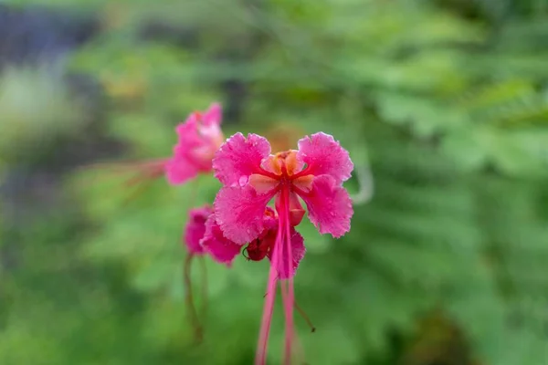 Enfoque Suave Una Flor Pavo Real Rosa Que Florece Contra —  Fotos de Stock