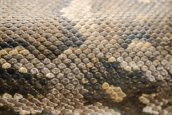 Een Close Shot Van Huid Van Een Slang — Stockfoto