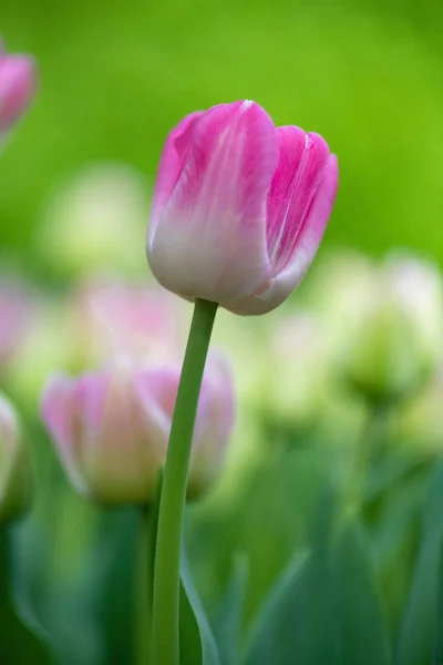 Вертикальний Крупним Планом Красиві Рожеві Білі Тюльпани Повному Розквіті Ростуть — стокове фото