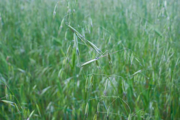 Fechar Campo Com Aveia Selvagem Verde Jovem — Fotografia de Stock