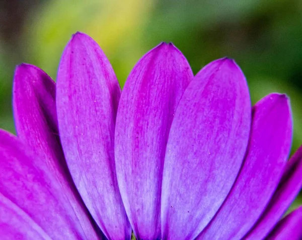 Purple Daisy Flower Petals Green Background — Stock Photo, Image