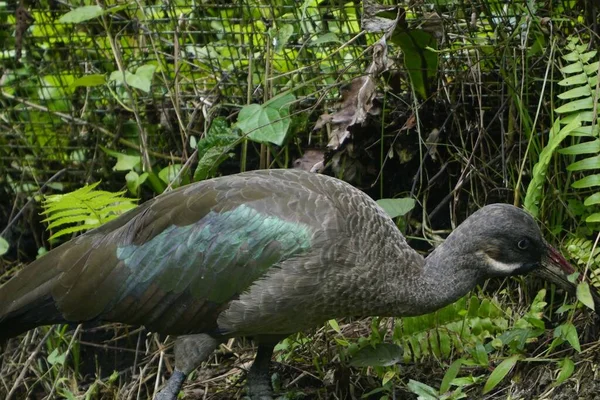Hadada Ibis Menggemaskan Makan Daun Hijau Taman — Stok Foto