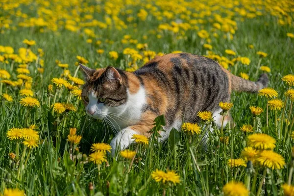 Krásný Záběr Roztomilé Tabby Kočka Ležící Trávě Žlutými Květy — Stock fotografie