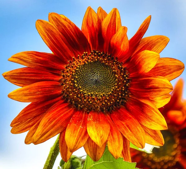 A closeup shot of a red sunflower against a blue sky