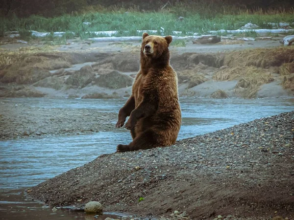 Alaskański Przybrzeżny Niedźwiedź Brunatny Siedzący Brzegu Strumienia Łososia Katmai — Zdjęcie stockowe