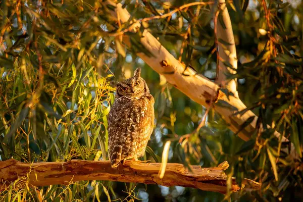 晴れた日にはフクロウが屋外に出没する — ストック写真