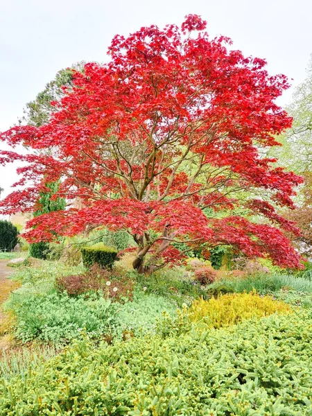 Vertical Shot Red Maple Tree Park Surrounded Trees Vegetation — Stock Photo, Image