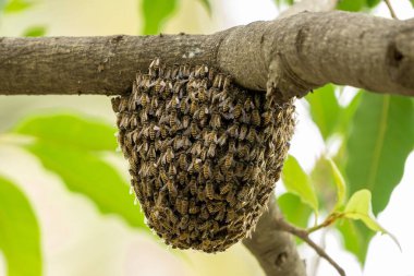 Ağaçtaki yabani arı sürüsü.