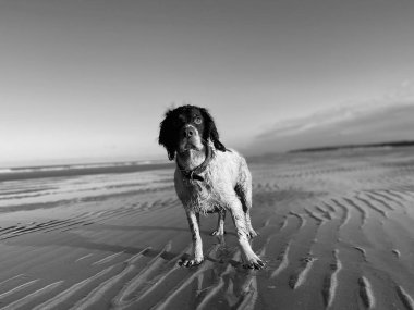 Kumun üzerinde duran meraklı bir İngiliz Setter köpeğinin gri tonlu görüntüsü.