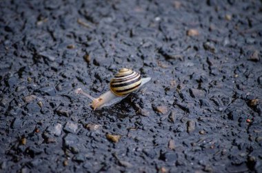 Yağmurlu bir günde küçük bir salyangozun yakın plan çekimi.