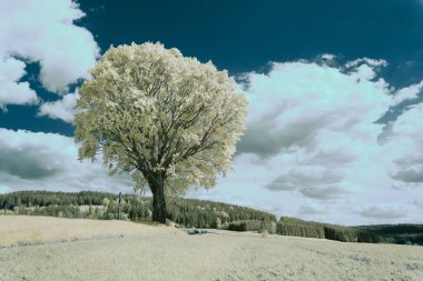 Mavi gökyüzünün altındaki yalnız bir ağacın kızılötesi görüntüsü ve ormanın arka planındaki beyaz bulutlar.