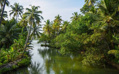 Hindistan cevizi ağaçlarıyla kaplı bir körfezin güzel manzarası ve her iki taraftan da diğer bitkiler