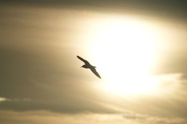 Gün batımında gökyüzünde uçan bir kuş silueti.