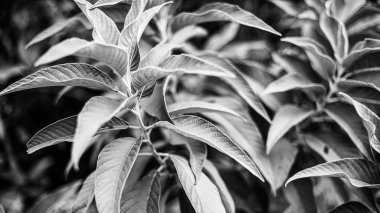 Yaprak arkaplanının gri tonlu görüntüsü