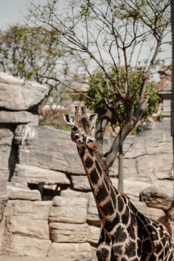 Hayvanat bahçesindeki tuğlaların içinde uzun bir zürafa