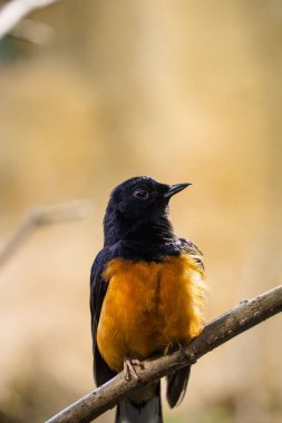 Bir ağaç dalına tüneyen eski bir sinek avcısı kuş.