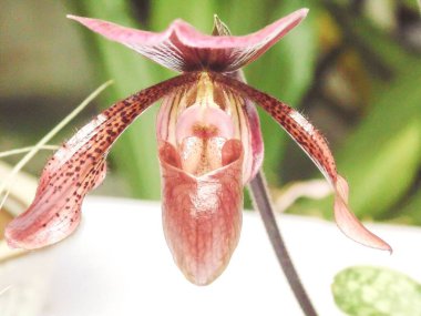 Pembe bayanın terliğinin seçici odak noktası (Cypripedium acaule)