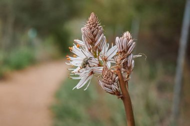 Bahçede çiçek açan beyaz asphodel 'in yakın çekimi.