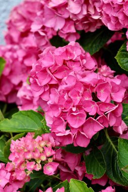 Bahçedeki pembe Fransız ortanca çiçeklerinin dikey çekimi.