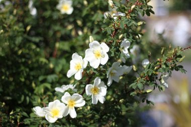 Beyaz bir gül çiçeği dalı.