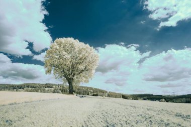 Mavi gökyüzünün altındaki yalnız bir ağacın kızılötesi görüntüsü ve ormanın arka planındaki beyaz bulutlar.