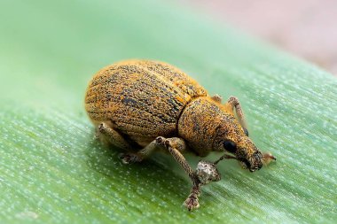 Yeşil yaprağın üzerinde bir burun böceğinin yakın çekimi.
