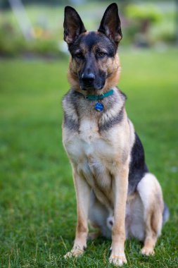 Tarladaki bir Alman çoban köpeği portresi.