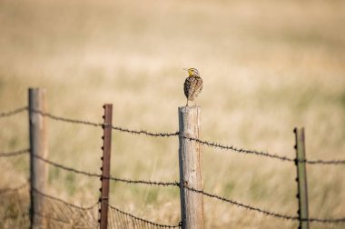 Ahşap bir direğe konmuş Batı çayır tarlakuşunun manzarası.