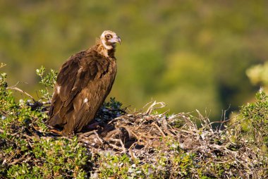 Bir yuvadaki (Coragyps atratus) Kara Akbaba yakın çekim