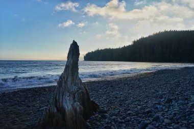 Sahilde ön planda dallarla sürüklenen deniz manzarası.