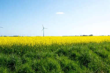 Bulutsuz bir günde arka planda rüzgar türbini olan bir kolza tohumu tarlasının güzel bir görüntüsü.