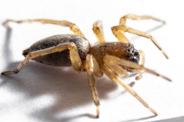 Beyaz arka planda büyümüş bir örümcek fotoğrafı.