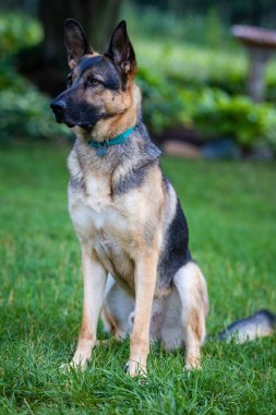 Tarladaki bir Alman çoban köpeği portresi.