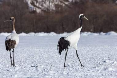 Japonya, Hokkaido 'da, karlı bir çayırda bir çift kırmızı taçlı turna..