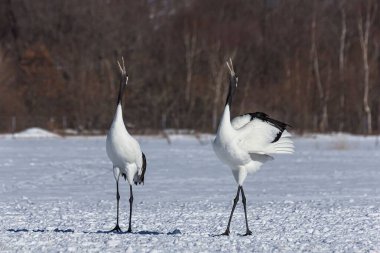 Bir çift kırmızı taçlı turna, karlı bir çayırda dans ediyor, Hokkaido, Japonya.