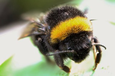Bulanık arka planda bir yaban arısının yakın plan çekimi.