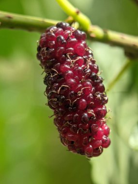 Ağaçtaki yarım olgun dutun dikey görüntüsü.