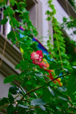 Yeşil yapraklı kırmızı gülün dikey görüntüsü.