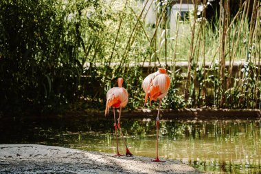 Gölette duran bir flamingo