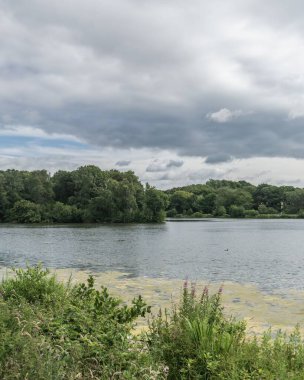 Staffordshire Gölü suyunda algler güneşli bir günde, Stoke-on-Trent, İngiltere.