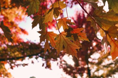 Bir akçaağaç sonbaharda ayrılır