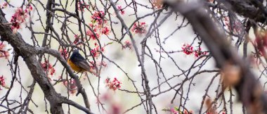 Süslü Daurian kırmızısı bir ağaç dalına tünemiş pembe çiçeklerle.