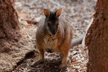 Kayalar arasında seçici bir valabi.