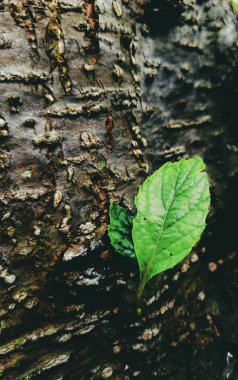 Ağaç gövdesinde yeşil bir yaprak