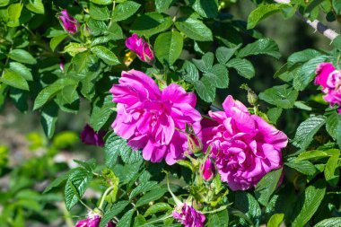 Yeşil arka planda izole edilmiş yeşil çiçekli pembe güllerin büyümesi.