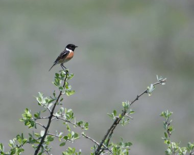 Ağaç dalına tünemiş bir taş.